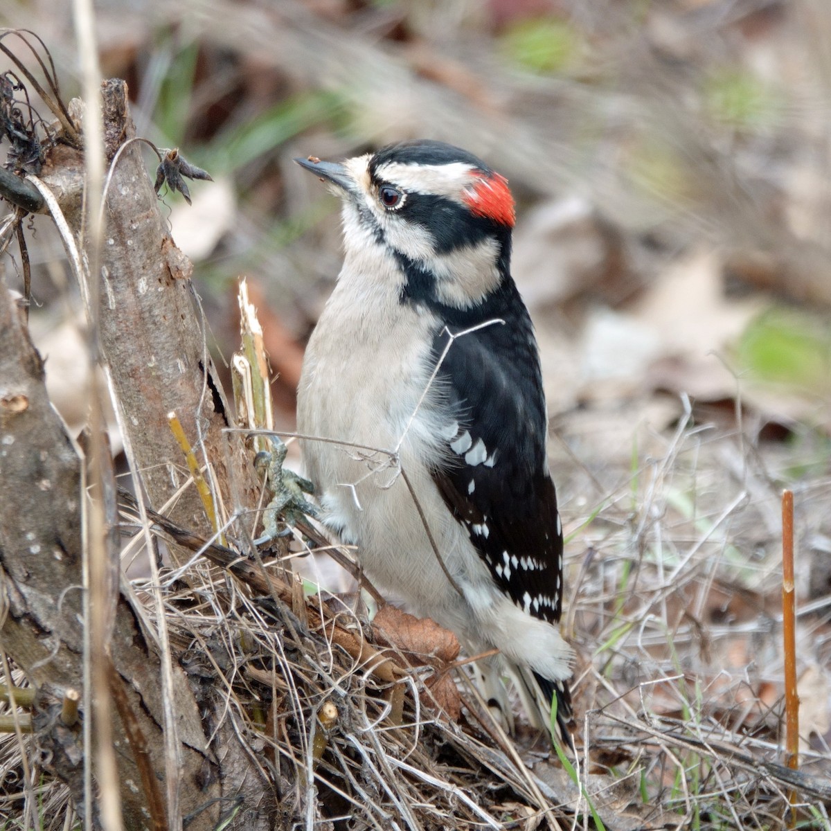 Downy Woodpecker - ML536193091