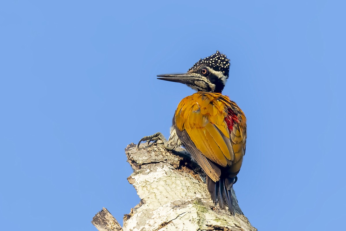 Greater Flameback - Bradley Hacker 🦜