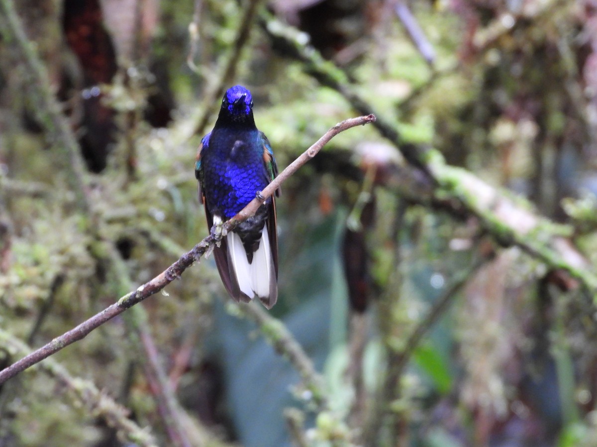 kolibřík hyacintový - ML536194001