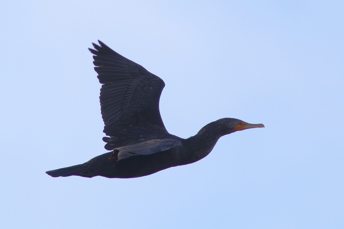 Double-crested Cormorant - ML536195251