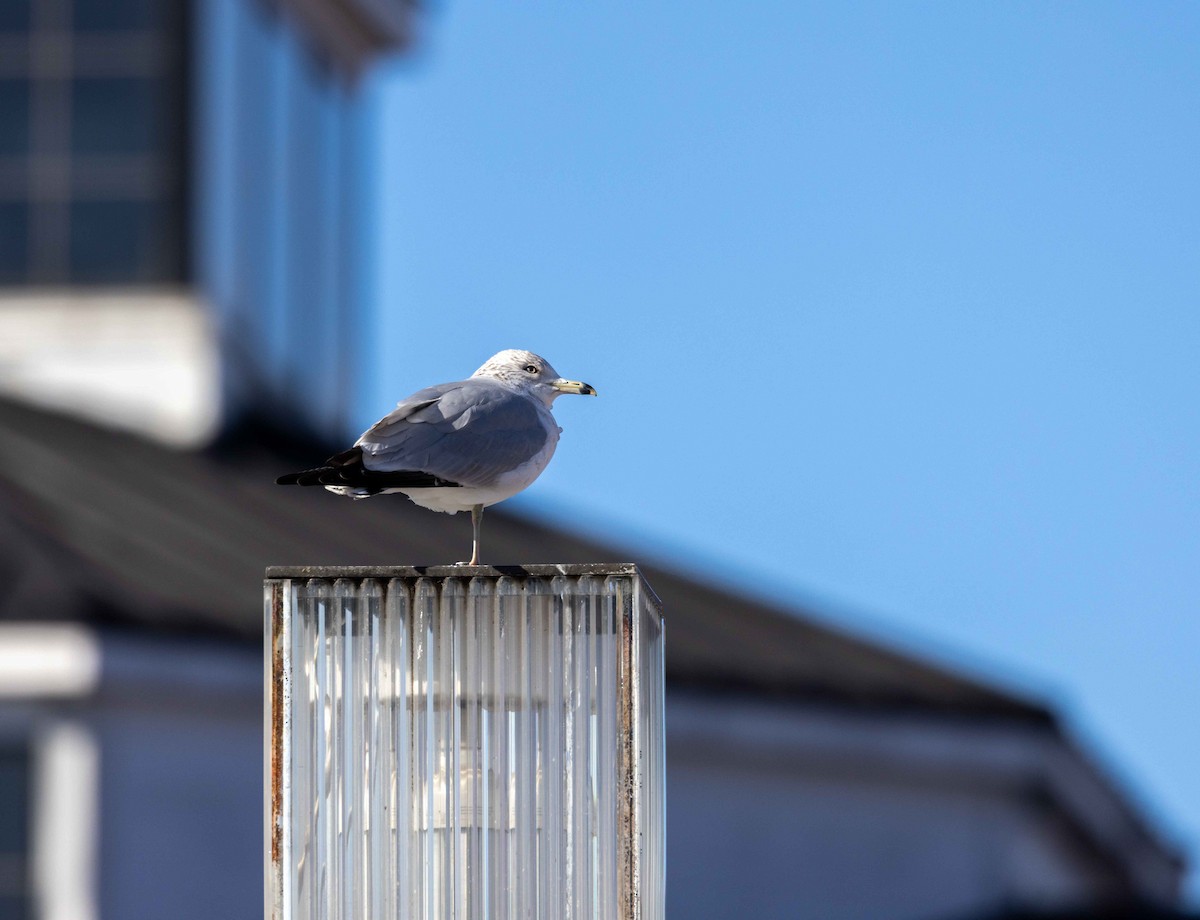 Ring-billed Gull - ML536195271