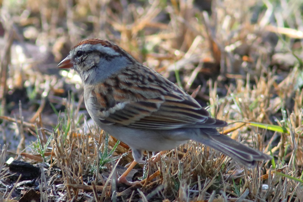 Chipping Sparrow - ML536195341
