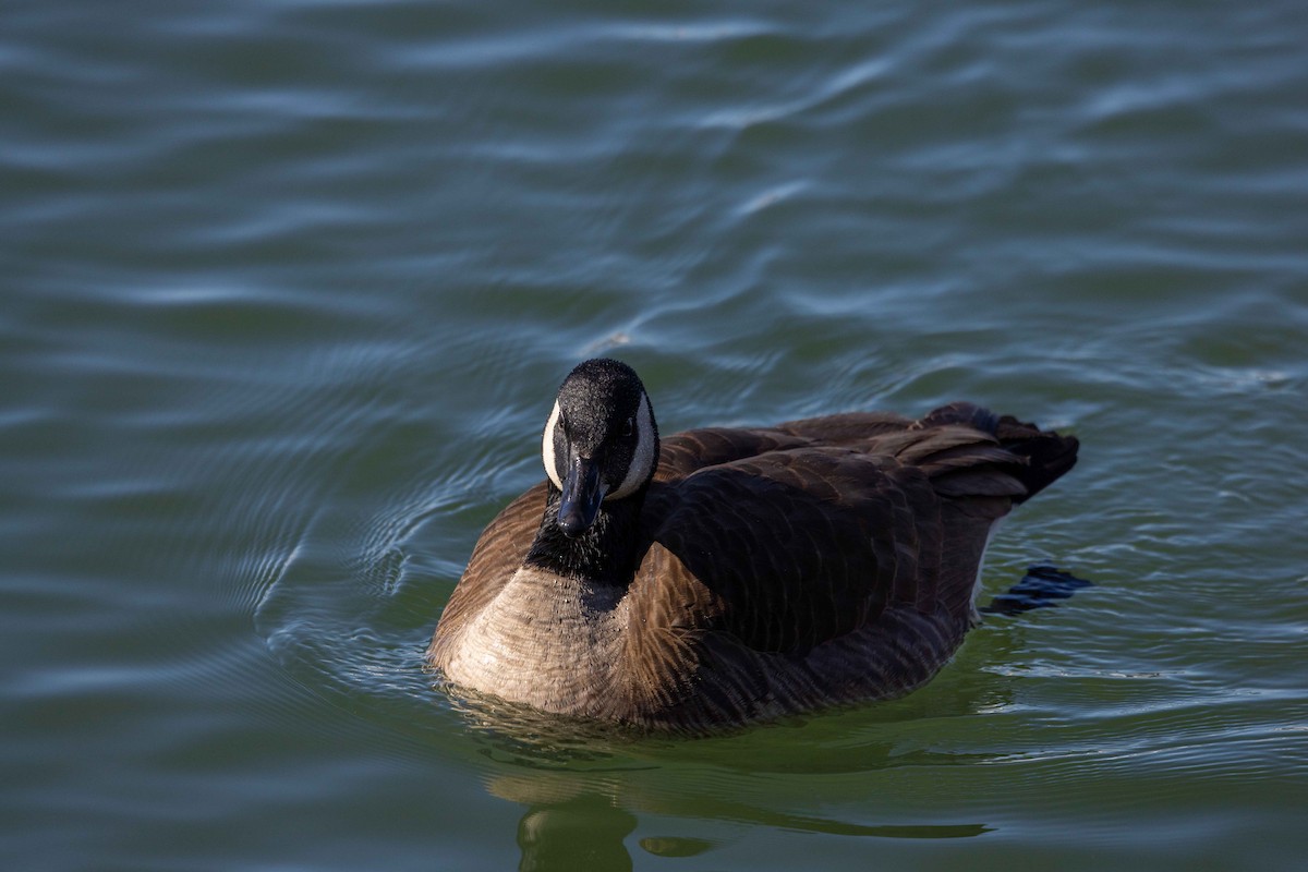 Canada Goose - ML536195401