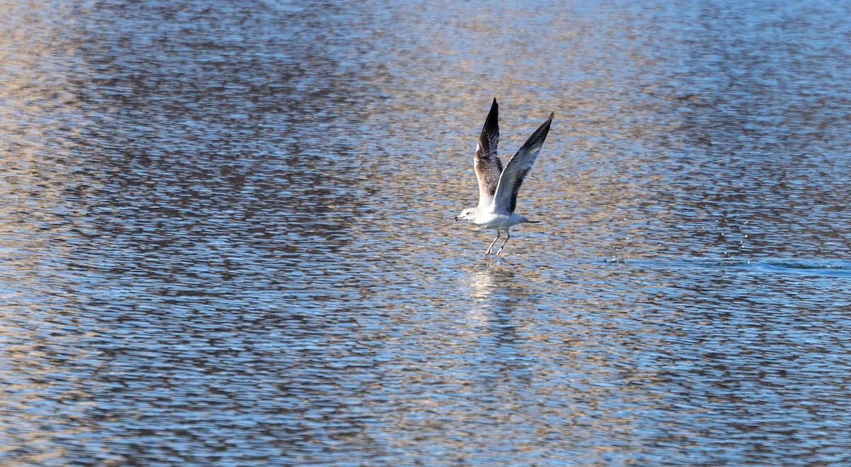 Ring-billed Gull - ML536195451