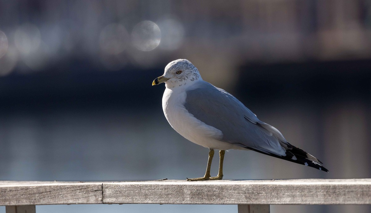 Ring-billed Gull - ML536195501