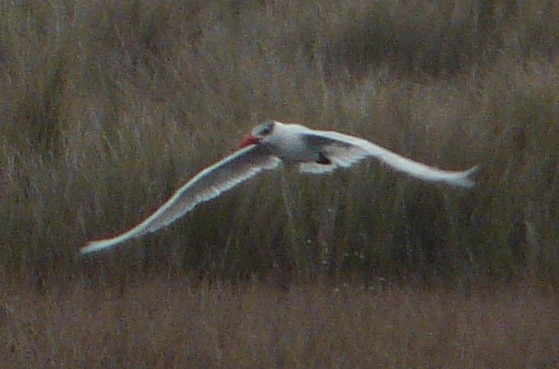 Caspian Tern - ML536195531