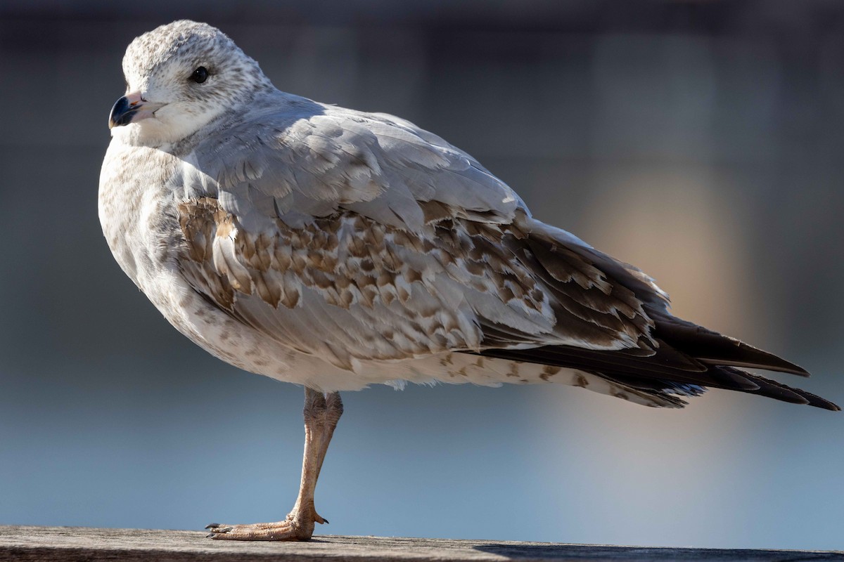 Ring-billed Gull - ML536195541