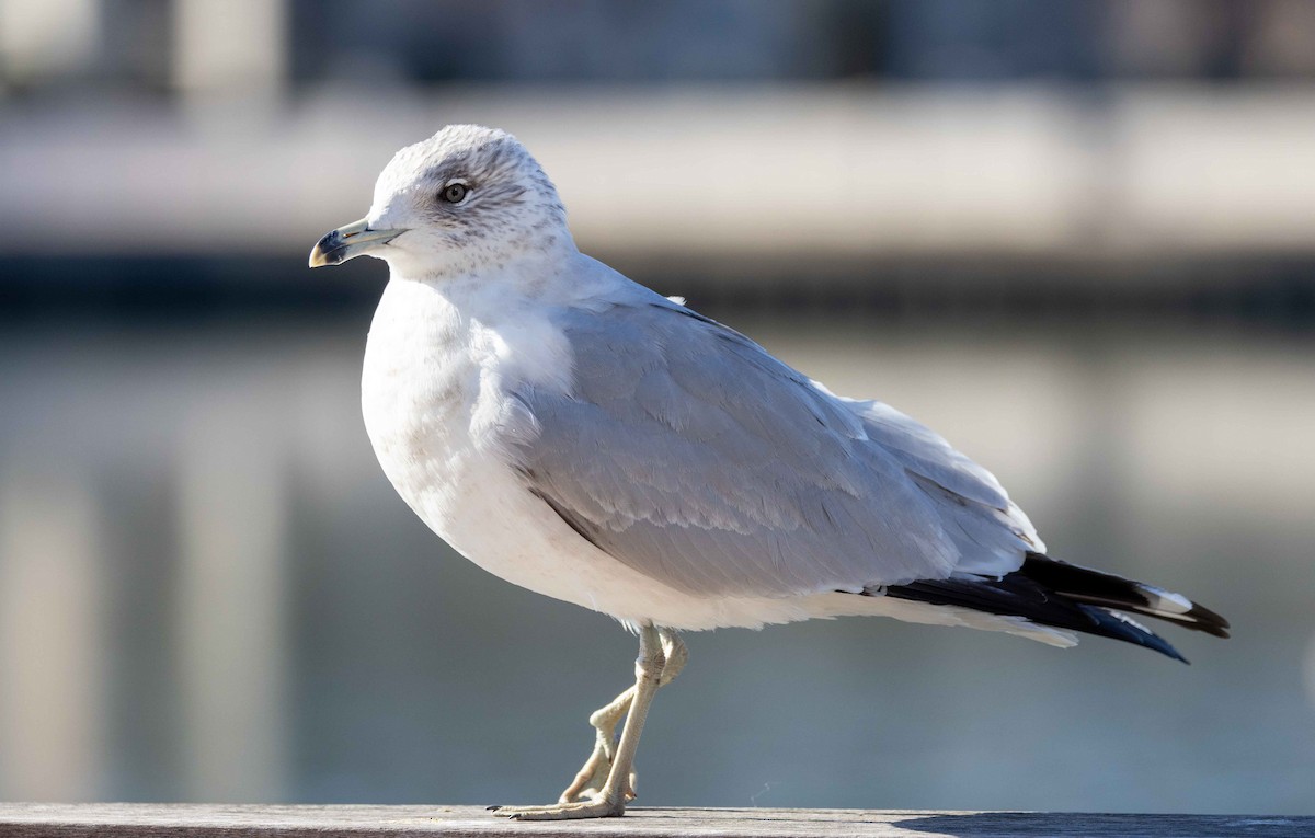 Ring-billed Gull - ML536195591