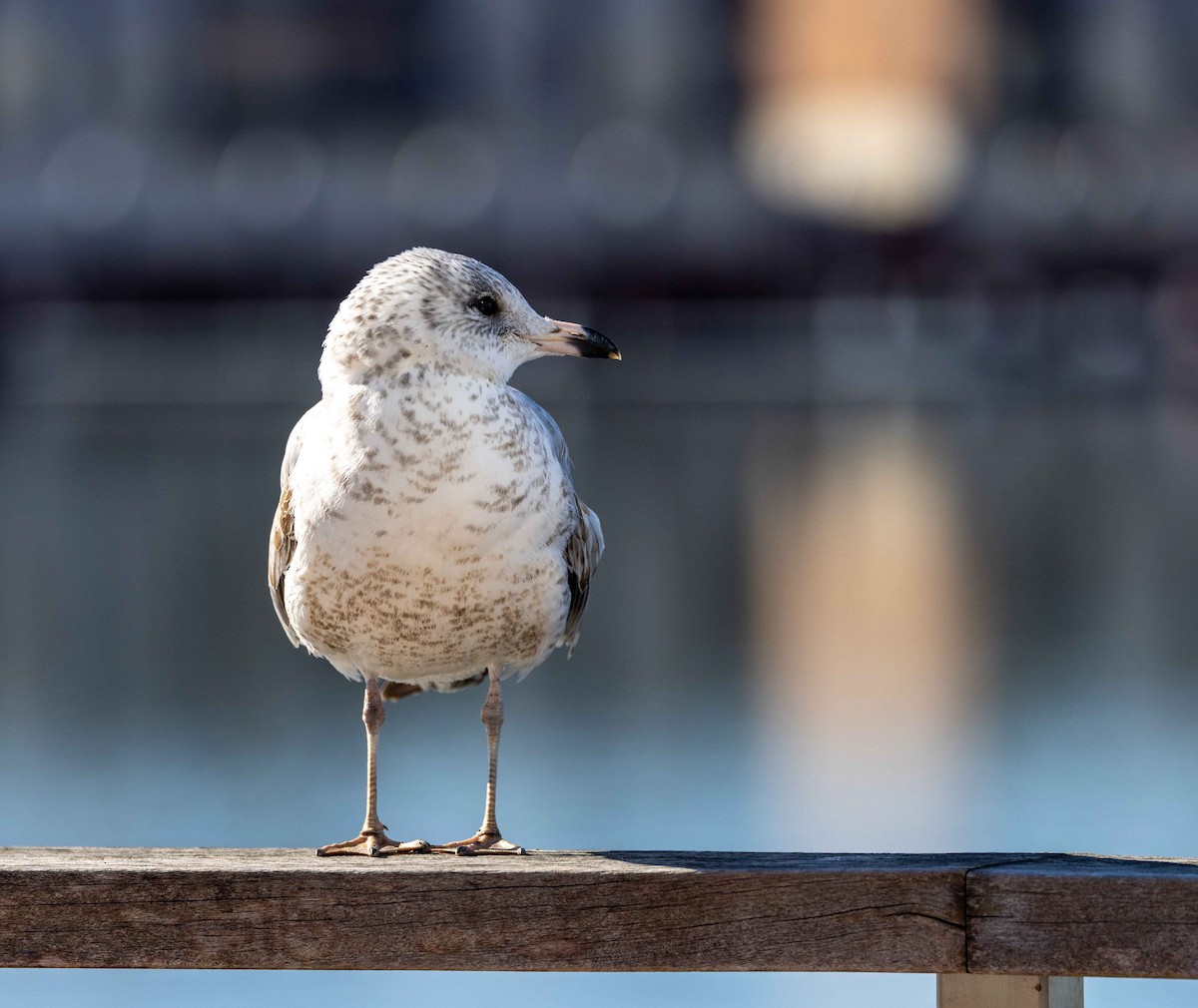 Ring-billed Gull - ML536195831