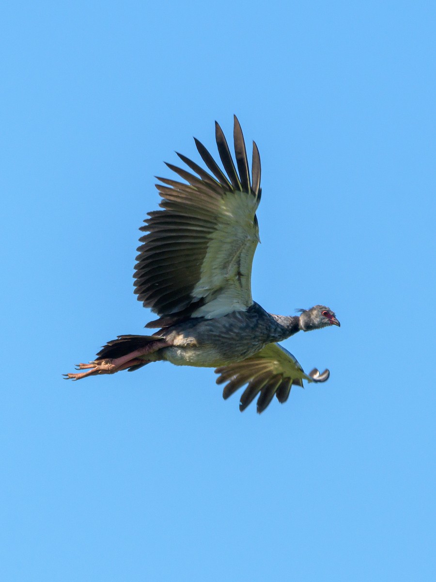 Southern Screamer - ML536195851