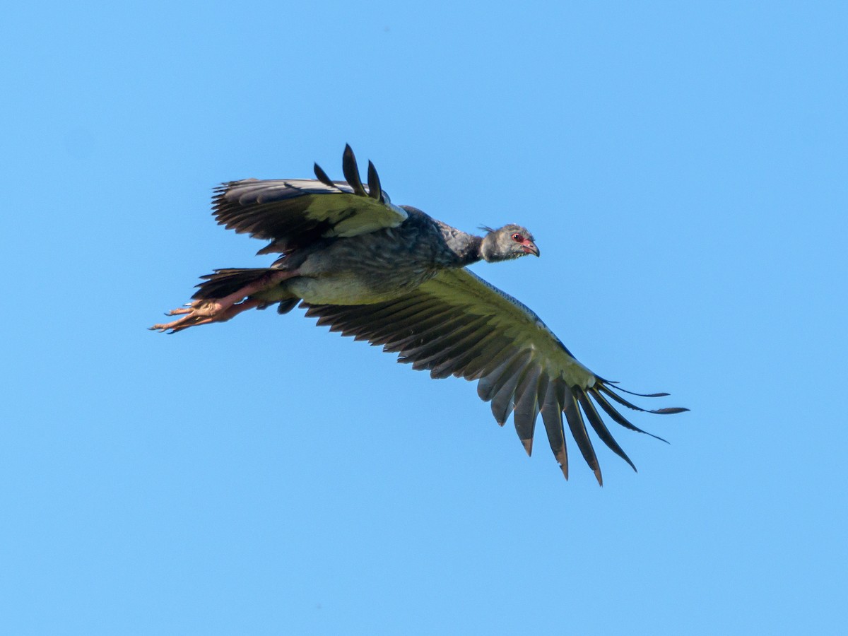 Southern Screamer - ML536195861