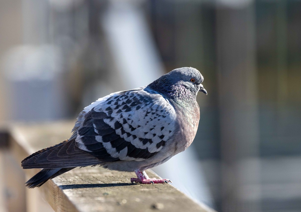 Rock Pigeon (Feral Pigeon) - ML536195991