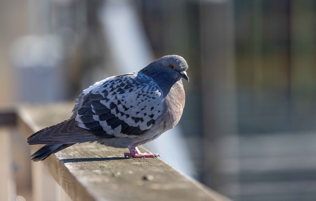 Rock Pigeon (Feral Pigeon) - ML536196011