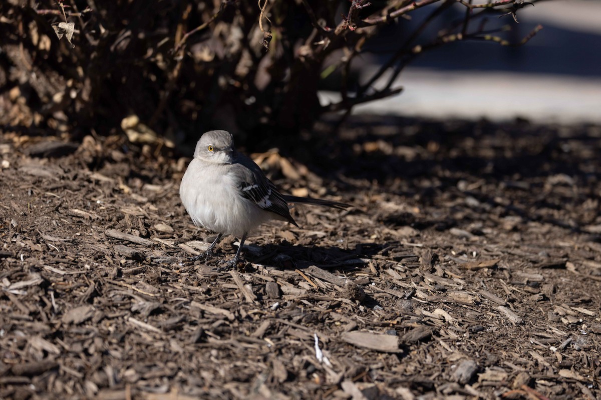 Northern Mockingbird - ML536196101