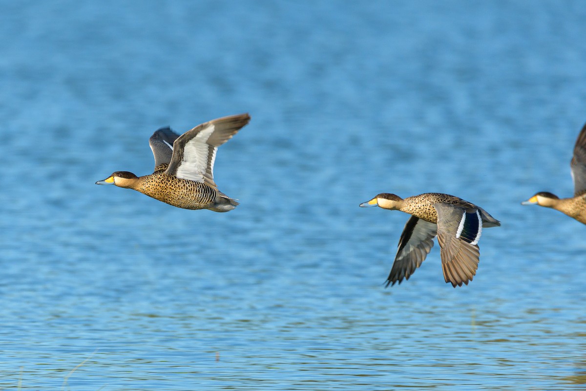 Silver Teal - Carlos Rossello