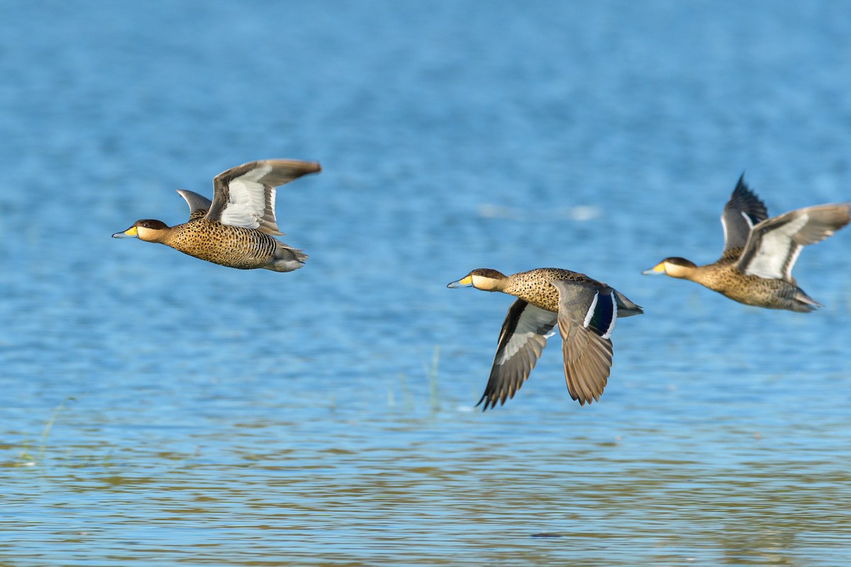 Silver Teal - Carlos Rossello