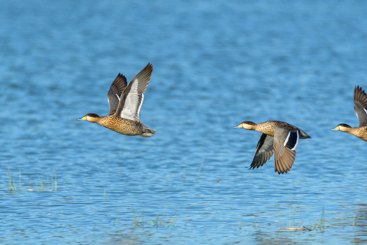 Silver Teal - Carlos Rossello