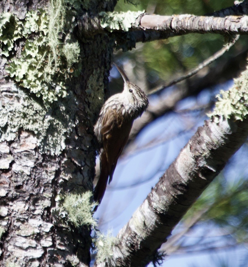 White-striped Woodcreeper - ML536197261