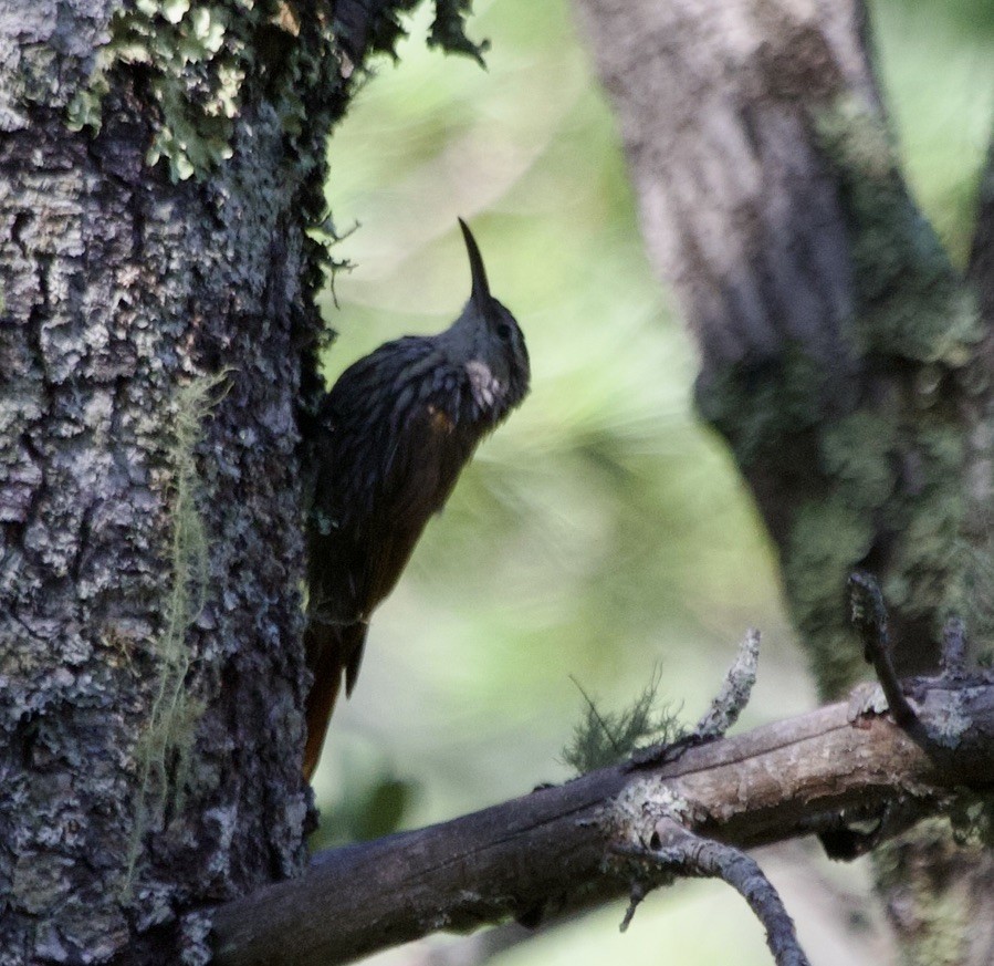 White-striped Woodcreeper - jeffrey bearce