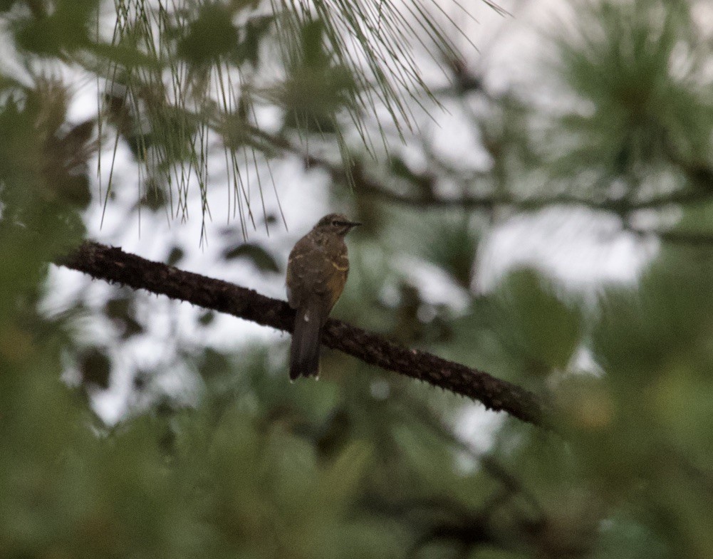 Brown-backed Solitaire - jeffrey bearce