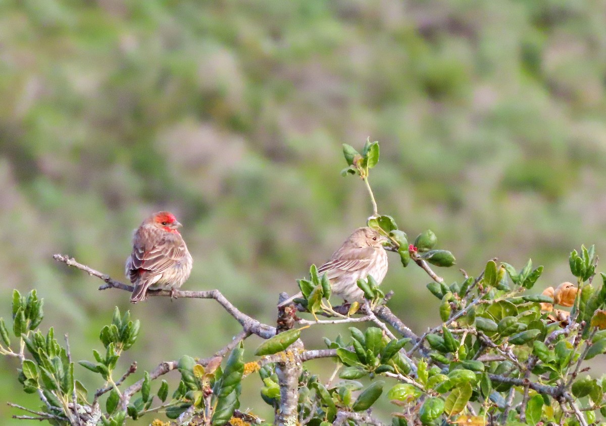 House Finch - ML536198001