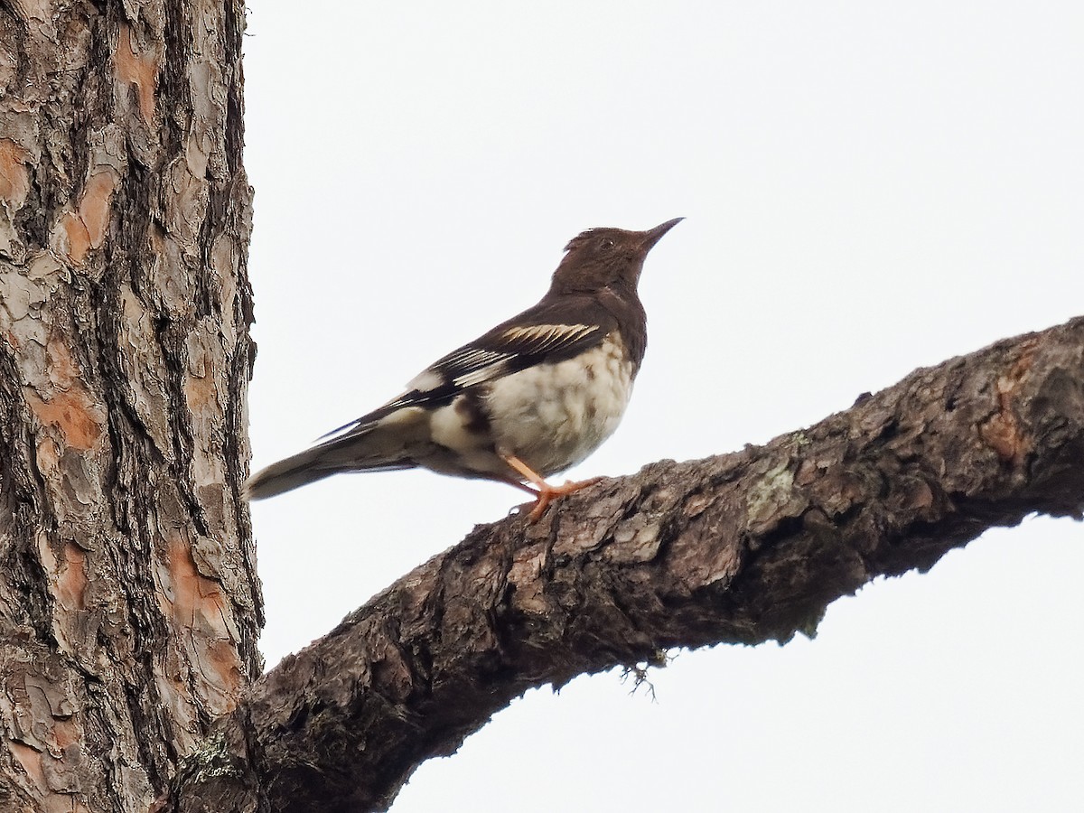 Aztec Thrush - ML536199601