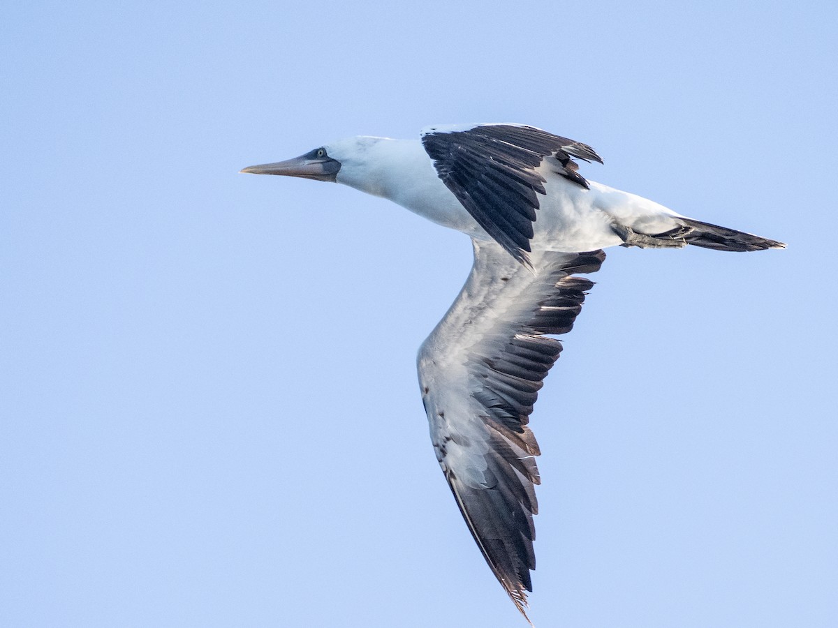 Masked Booby - Len Sander