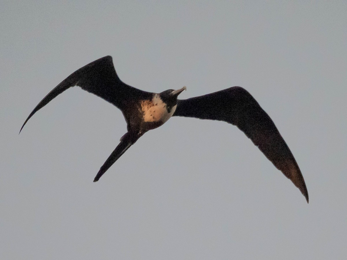 Magnificent Frigatebird - Len Sander