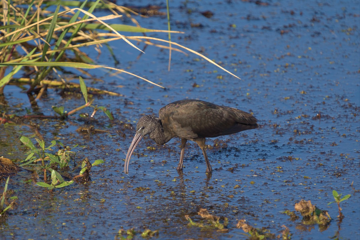 Glossy Ibis - ML536204921