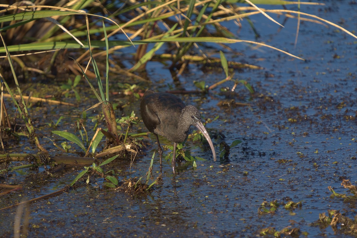 Glossy Ibis - ML536204961