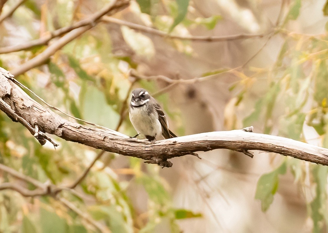 Gray Fantail - Robert Bochenek