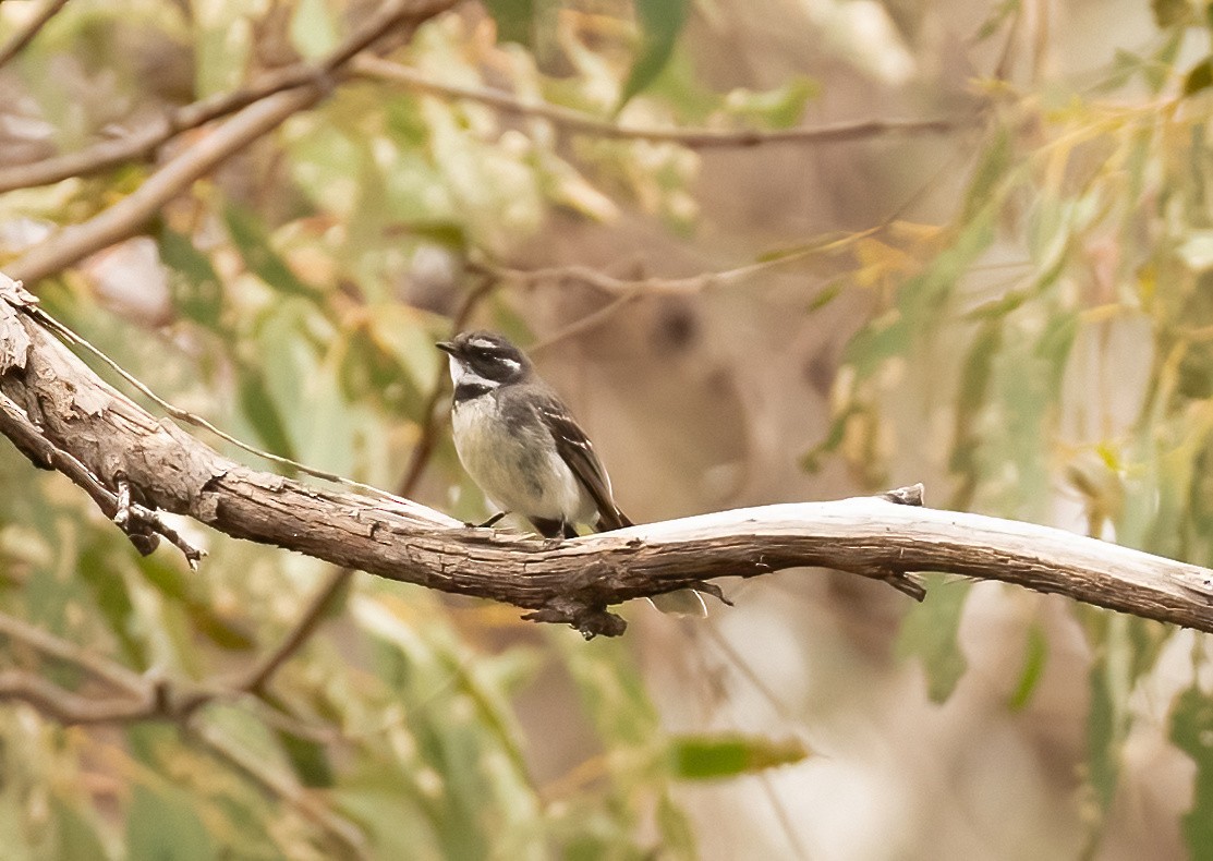 Gray Fantail - ML536206811