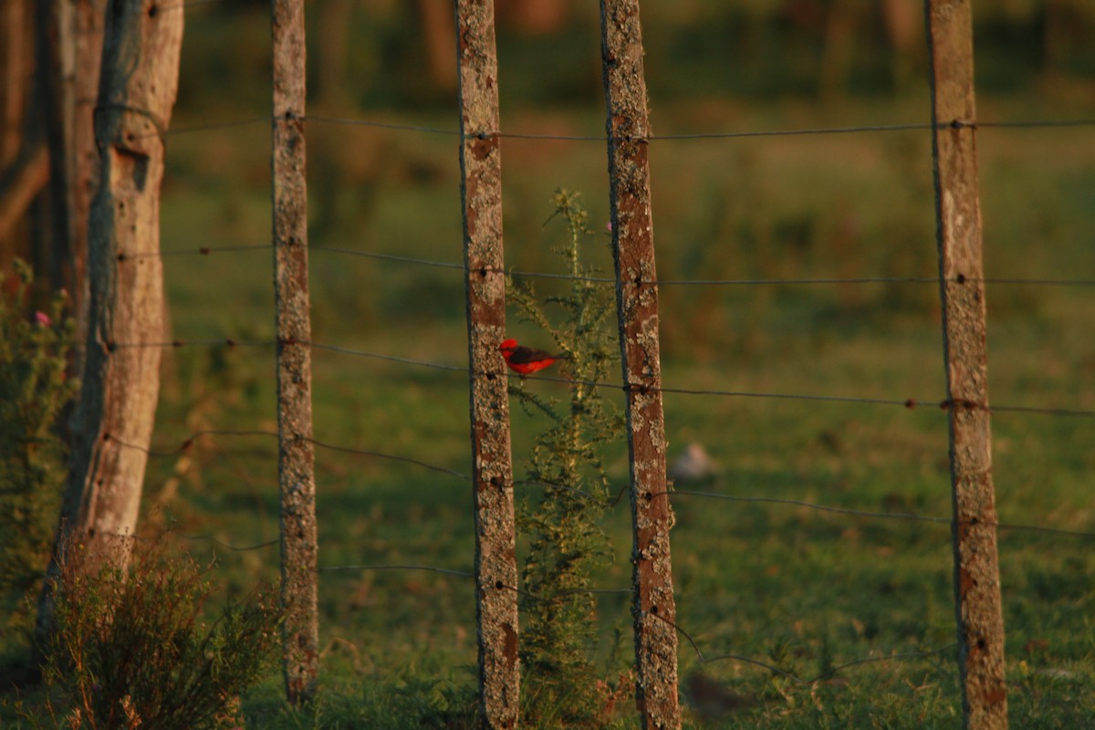 Vermilion Flycatcher - ML536206981