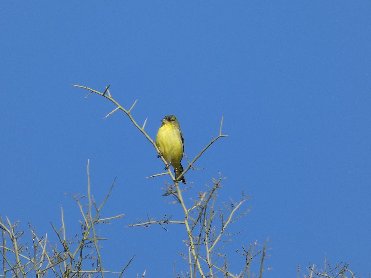 Lesser Goldfinch - Hugh & Regina