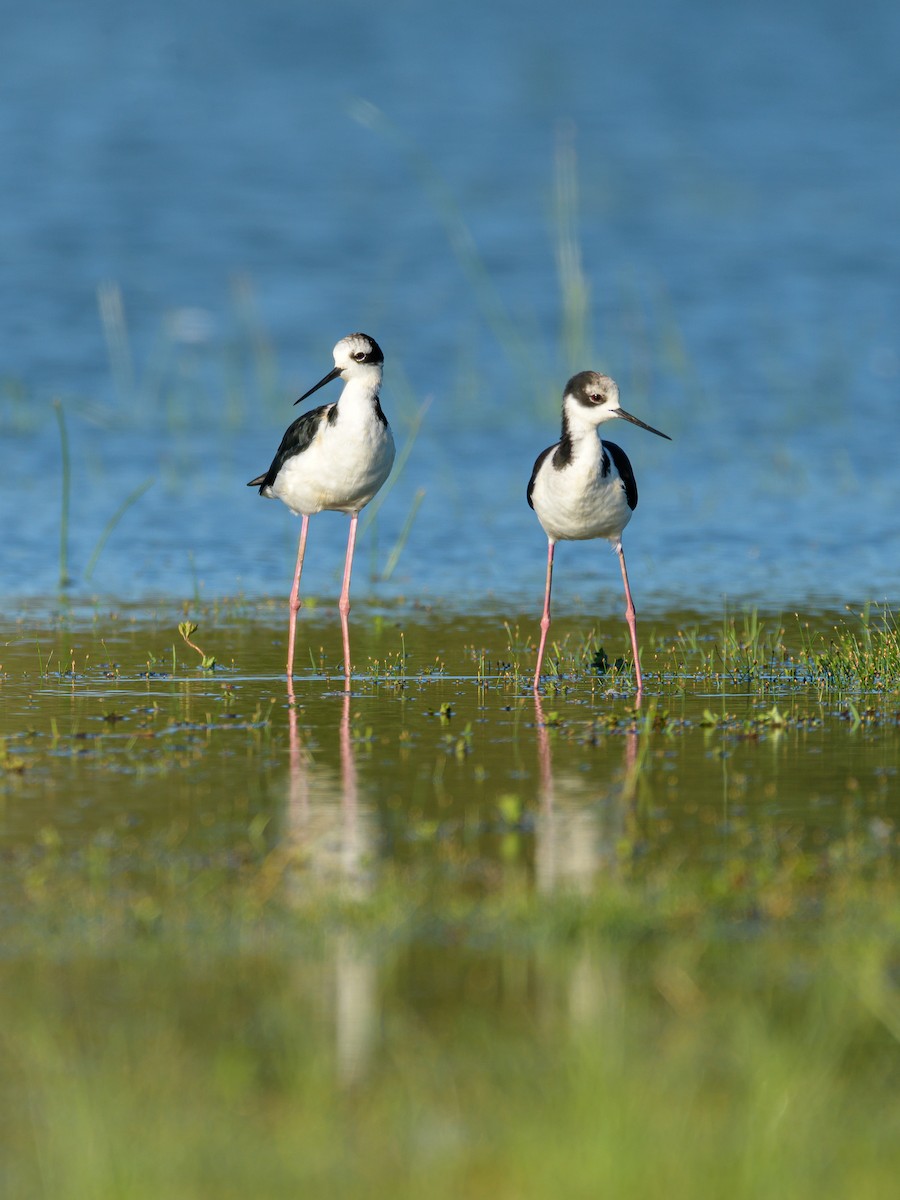 Black-necked Stilt - ML536208321