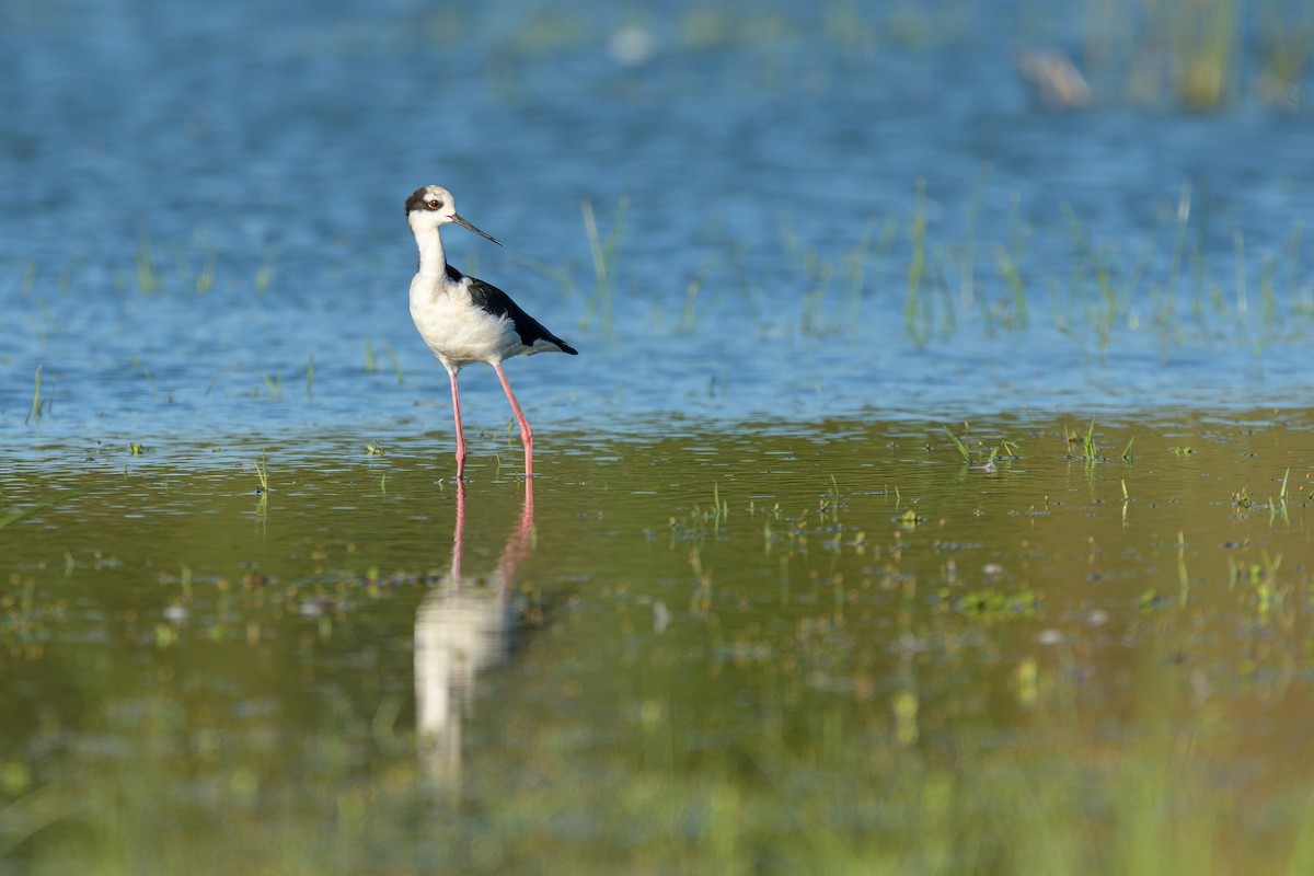 Black-necked Stilt - ML536208331