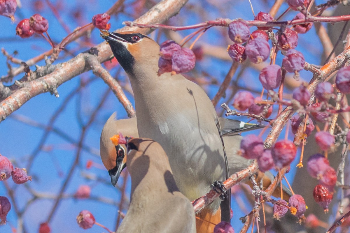 Bohemian Waxwing - ML536208701