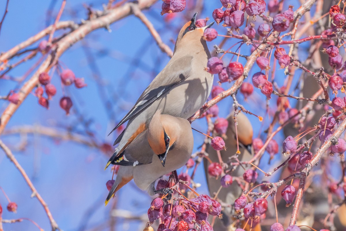 Bohemian Waxwing - ML536208711