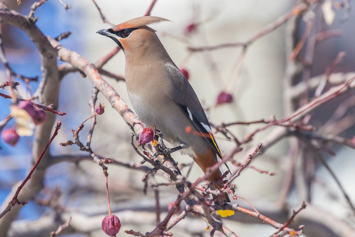 Bohemian Waxwing - ML536208721