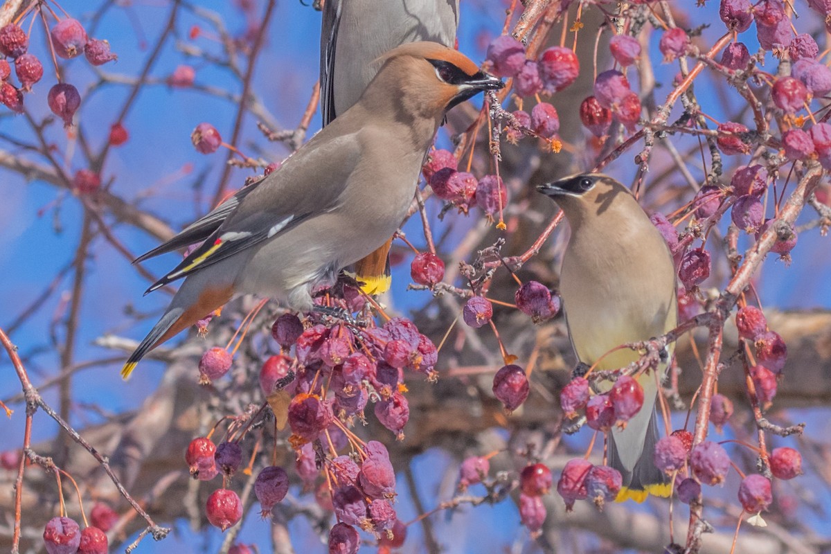 Bohemian Waxwing - ML536209111