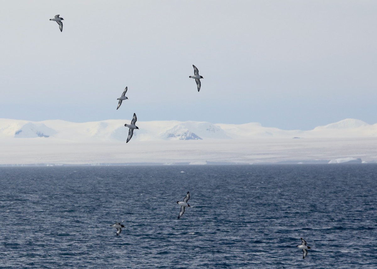 Cape Petrel - Ben Barkley