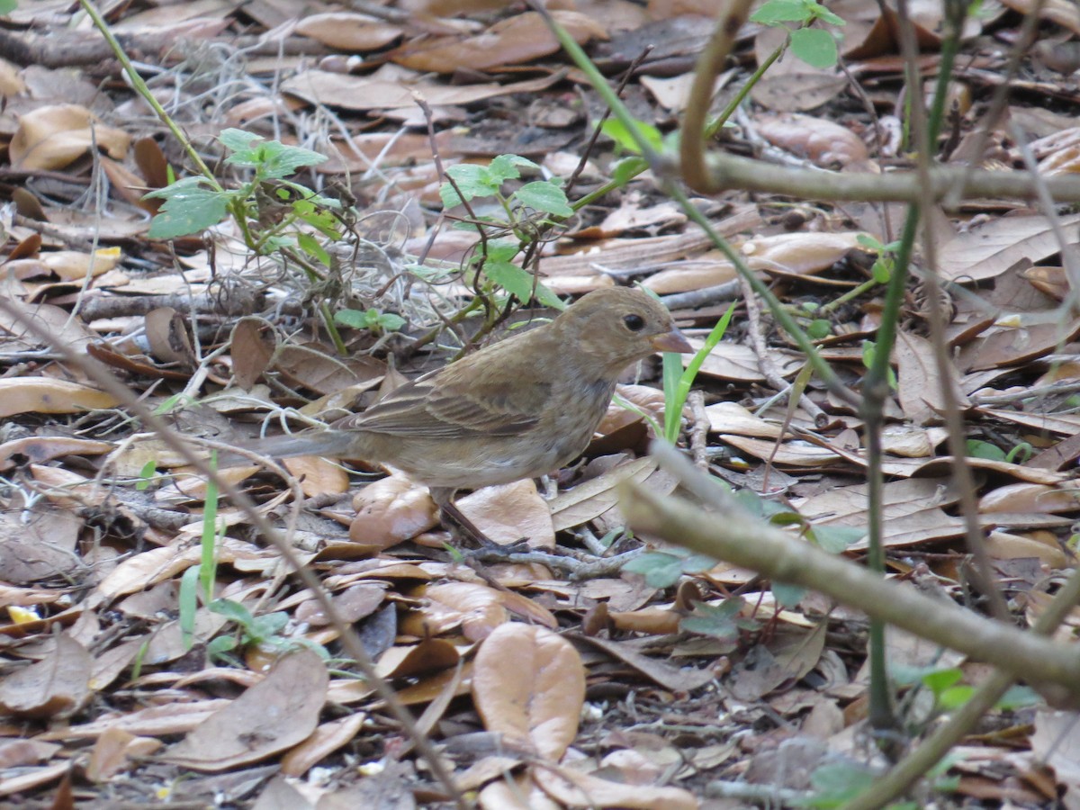 Indigo Bunting - ML536210421