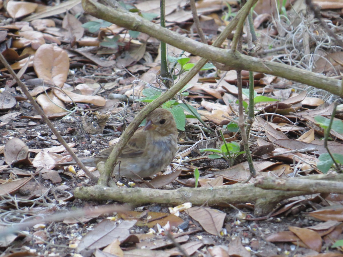 Indigo Bunting - ML536210431