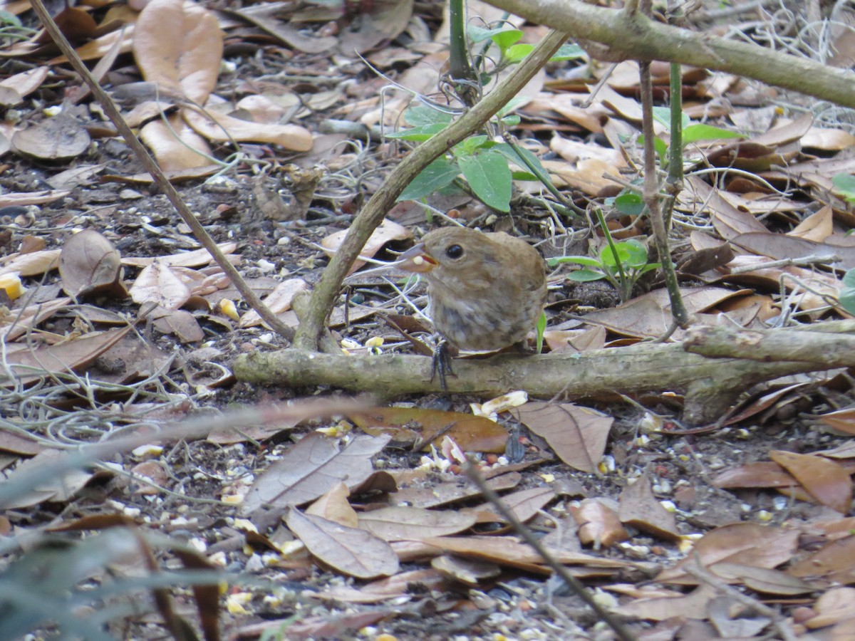 Indigo Bunting - ML536210441