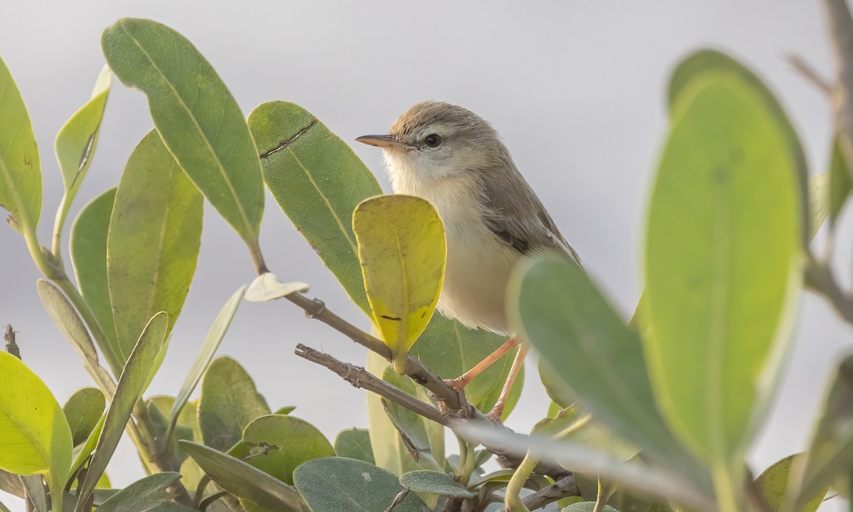 River Prinia - ML536210981