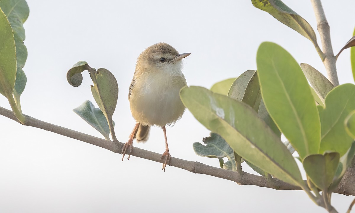 River Prinia - ML536211001