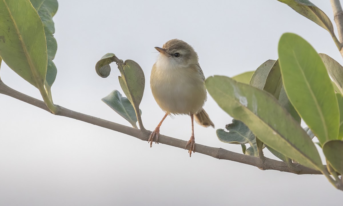 カワハウチワドリ - ML536211011