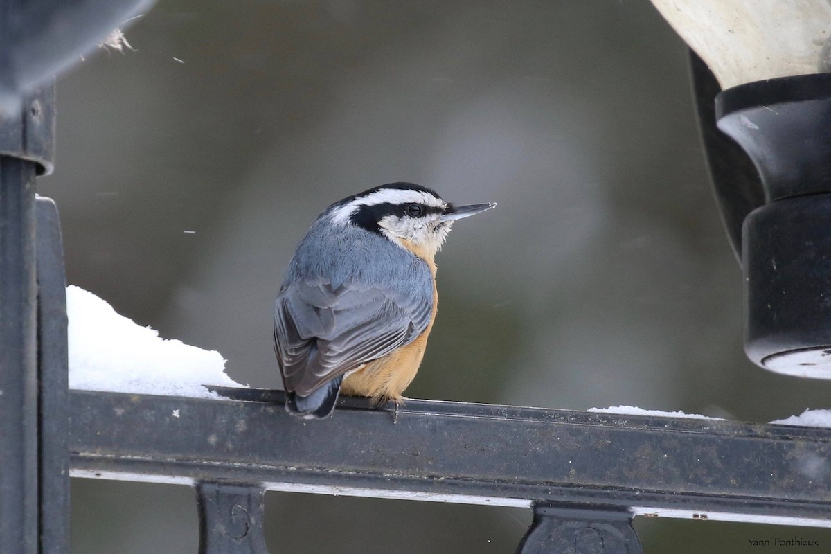 Red-breasted Nuthatch - ML536211341