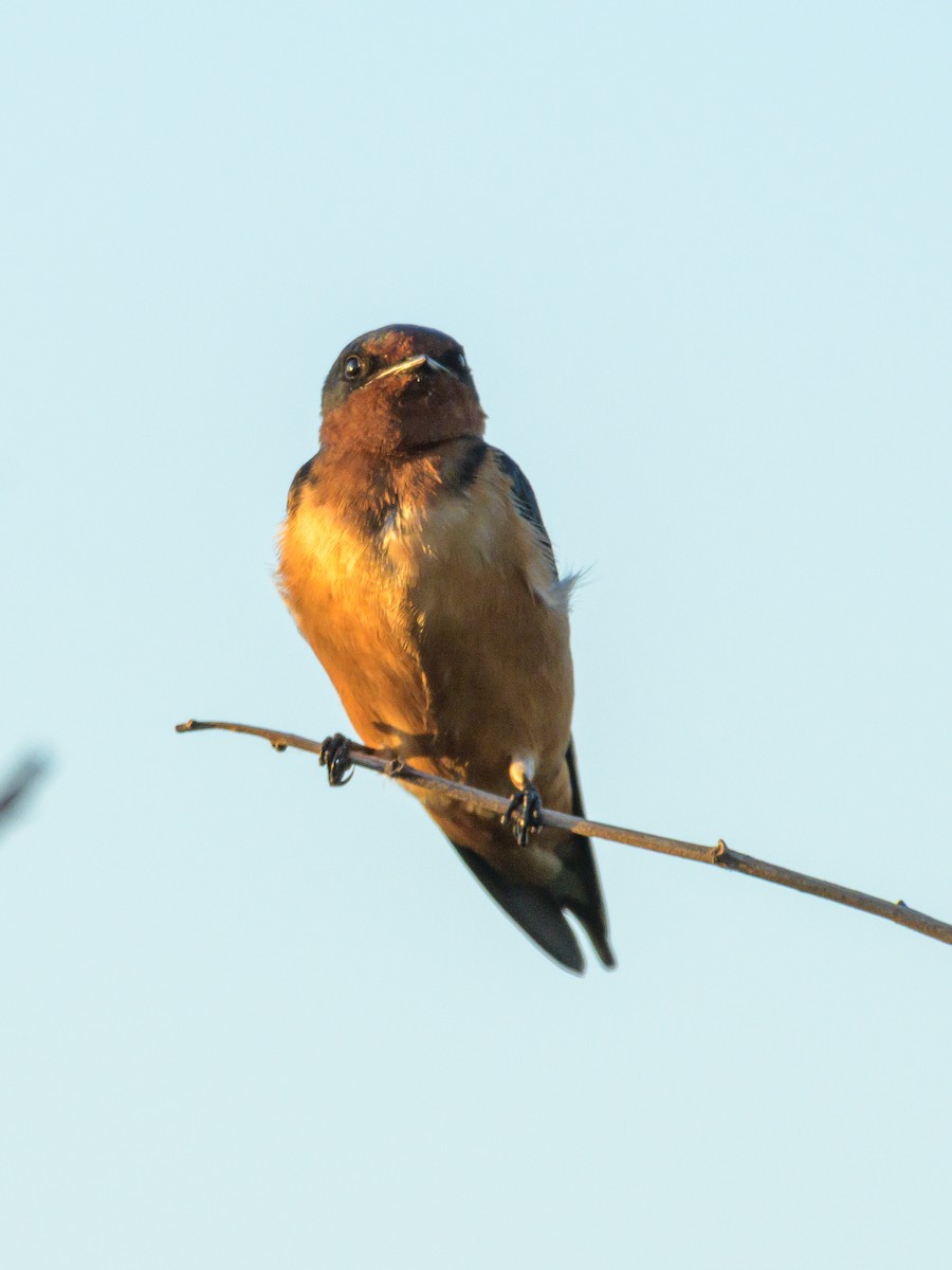 Barn Swallow - Carlos Rossello