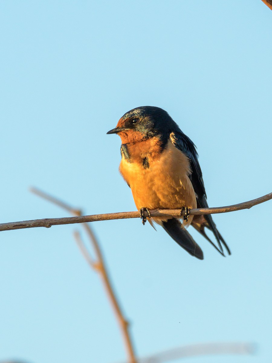 Barn Swallow - Carlos Rossello